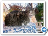 005_3_super_Tiger_Bilder - 3