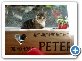 019_1A_Quittenbilder_1A_Tiger_Bilder - 8