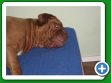 011_Weihnachten_2008 - 64