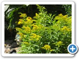 008_Garten_Schmetterlinge - 1