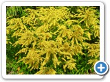 008_Garten_Schmetterlinge - 10