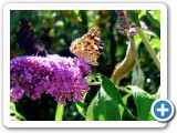 008_Garten_Schmetterlinge - 2