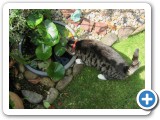 008_Garten_Schmetterlinge - 3
