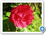 008_Garten_Schmetterlinge - 4