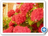 008_Garten_Schmetterlinge - 5