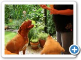 008_Garten_Schmetterlinge - 8