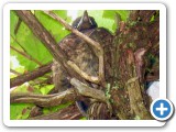 008_Garten_Schmetterlinge - 9
