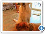 013_Weihnachten 2009 - 67