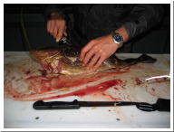 Angeltour Fehmarn - 12.jpg