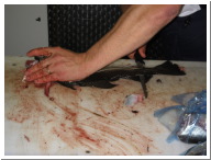 Angeltour Fehmarn - 14.jpg