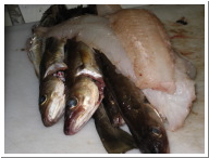 Angeltour Fehmarn - 15.jpg