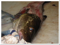 Angeltour Fehmarn - 17.jpg